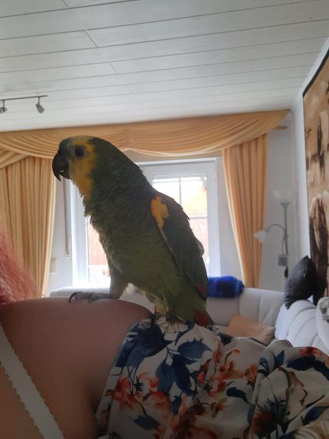 Blaustirnamazone - Voegel - Löningen