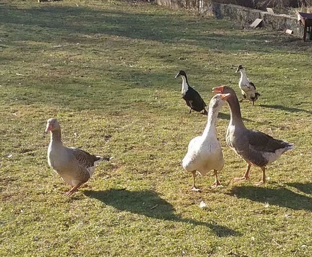 3 Pommerngänse zu verschenken  - Nutztiere - Donzdorf