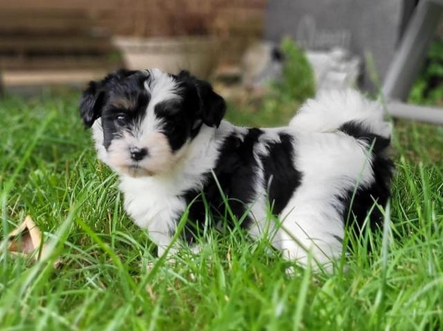 Zauberhafte Havaneser Welpen aus geprüfter Körzucht - Hunde - Weißenhasel