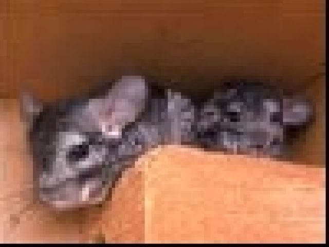 Chinchillas - Sonstige Haustiere - krumbach