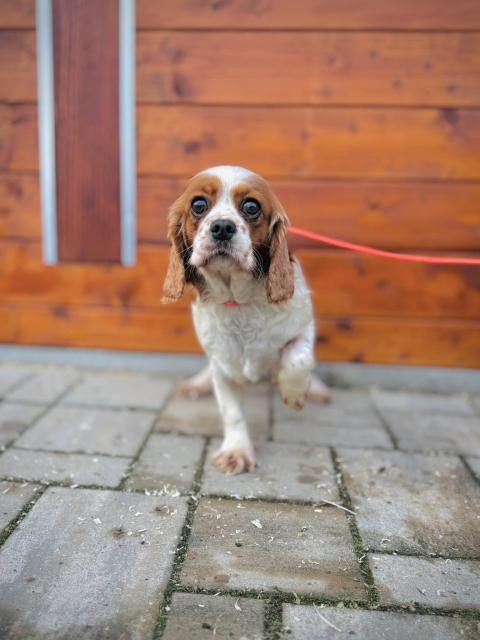 Fruitella - schüchtern, ruhig, sanft - Hunde - Nova Bana