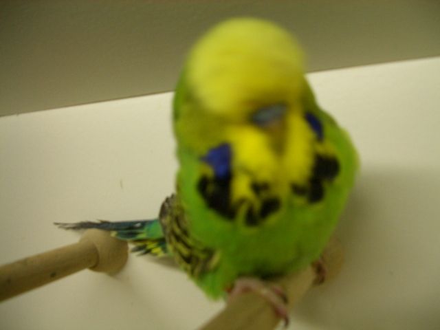  Wellensittich/ Standard - Voegel - ehekirchen