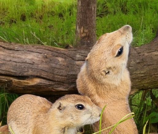 Präriehunde Jungtiere Erdhörnchen  - Nagetiere Allgemein - Pommersfelden