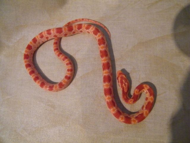 Kornnatter  Pantherophis Guttatus  M11 zu verkaufen - Reptilien - Lützelbach-Seckmauern