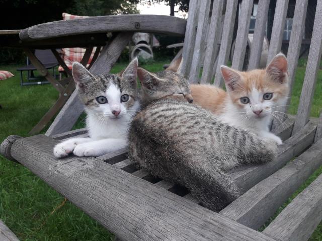 6 Monate alte Katzen / Kätzchen abzugeben - Katzen - Breddin