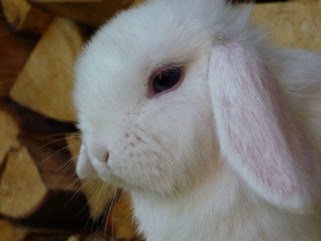 Reine NHDs in verschiedenen Farben - Hasen Kaninchen - Wermelskirchen