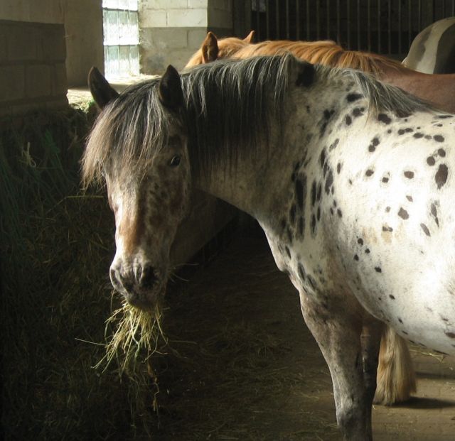 Biete Reitbeteiligung auf Irish Cob u. Appaloosa-Pony in Wesel - Reitbeteiligung - Wesel
