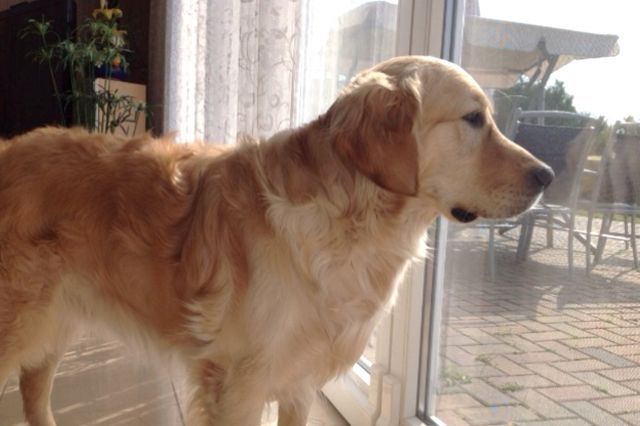 Golden Retriewer sucht liebevolle Familie mit Garten - Hunde - Schäferweg 7
