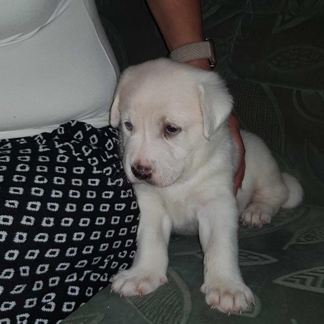 Blonder Labrador/Mix Welpe - Mischlinge - wuppertal
