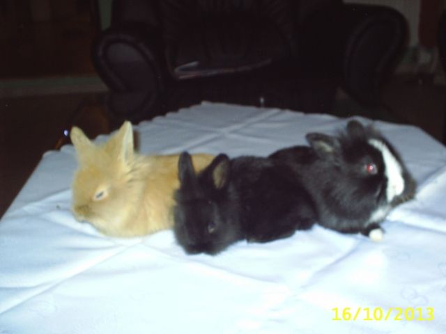 Hasenbabies, 9 Wo. alt - Hasen Kaninchen - Schwaikheim