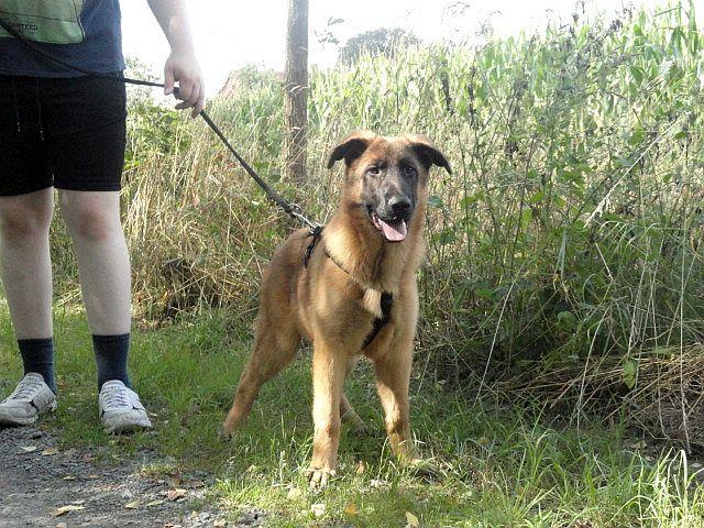 Malinois-Schäferhund Welpe 
