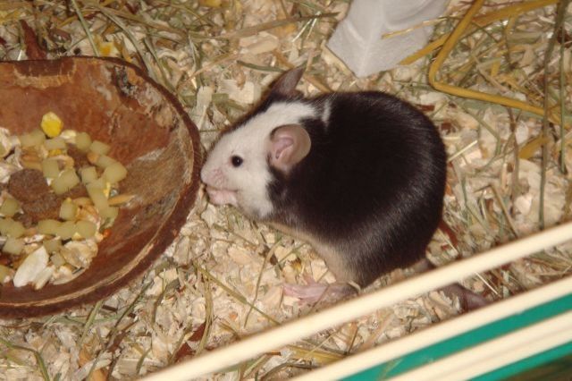 Immer Farbmäuse abzugeben      - Maeuse - Arnstadt