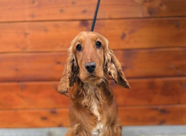 Buttermilk - schüchtern - Hunde - Nova Bana