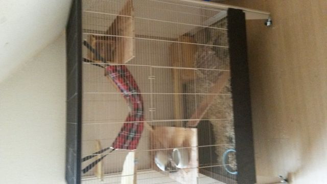 2 Rattenweibchen inklusive Käfig zu verkaufen. - Nagetiere Allgemein - Ibbenbüren