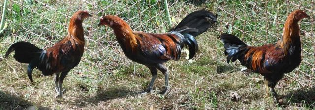 Buschühner: 2 Junghähne   1 junger Buschhahn-Mix abzugeben - Nutztiere - Burbach