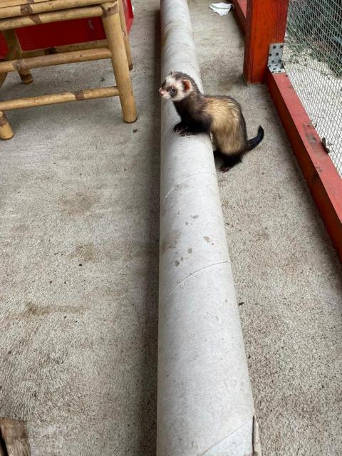 Verkaufe 3 Frettchen - Frettchen - Neetzow-Liepen 