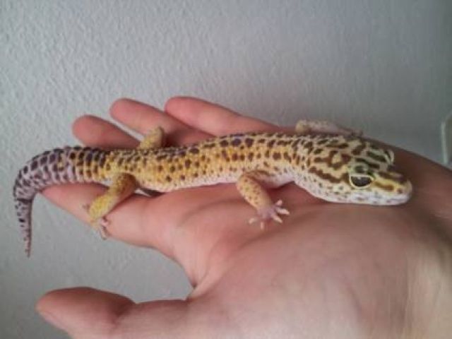 Leopardgecko Männchen - Reptilien - Balingen