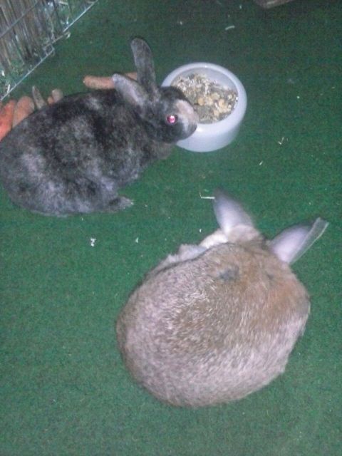 Kaninchen Paar - Hasen Kaninchen - Neunkirchen-Seelscheid