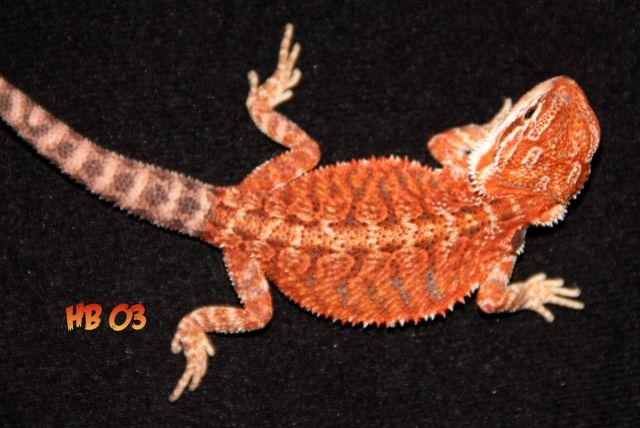 Farbbartagamen, Hypos und Hypo- Leatherbacks - Reptilien - mönchengladbach