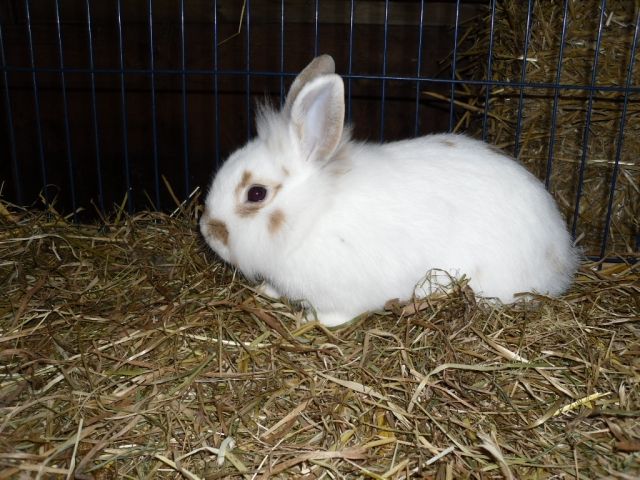 Kaninchen, weibliche - Hasen Kaninchen - Tönning