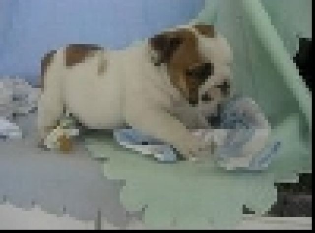 Nizza Englisch Bulldogge Welpe für die Annahme - Hunde - berlin