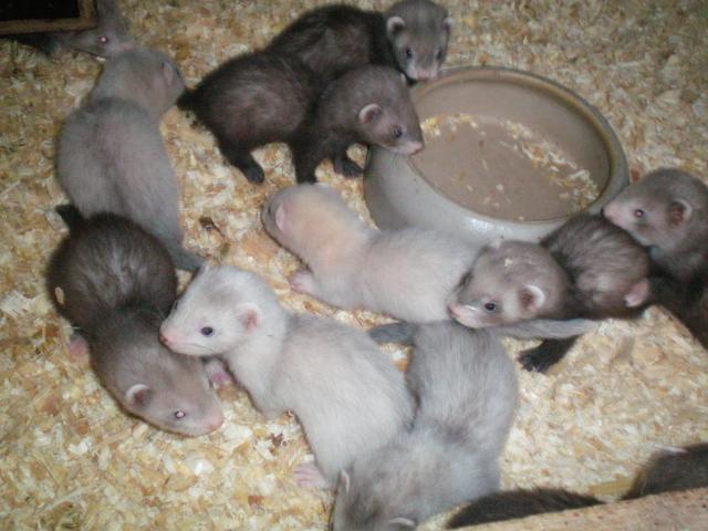 Frettchen zu verkaufen  - Frettchen - Glandorf - 49219 (Niedersachsen)