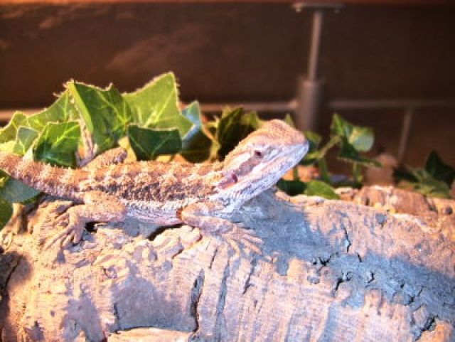 Adult Bartagamen Bock - Reptilien - Hennef