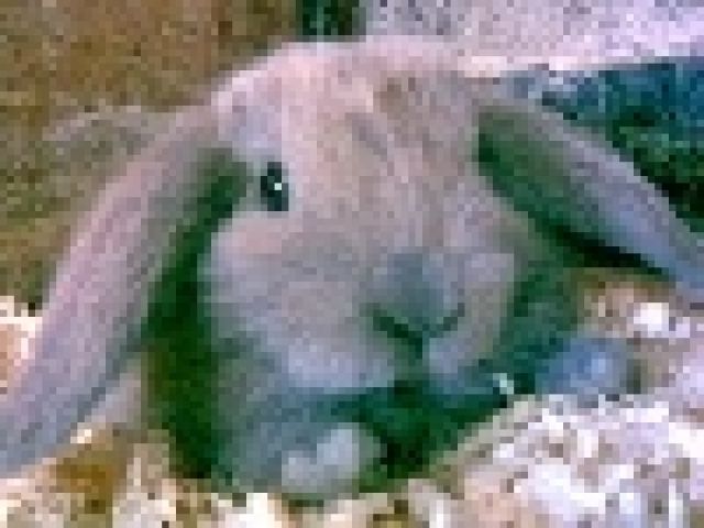 Zwergwidder, kleinbleibend, Satinträger - Hasen Kaninchen - Herten