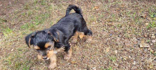 Yorkshire Terrier Welpe  - Hunde - Rülzheim 