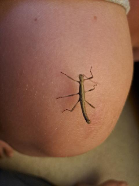 Philippinische Gespenstschrecke - Insekten - Zwingenberg