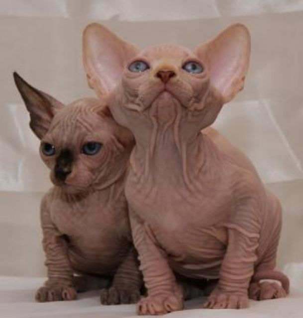 Kanadischer Sphynx  - Katzen - pfedelbach