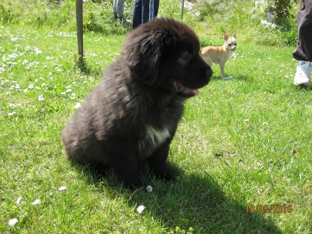 Do Khyi Rüdenwelpe - Hunde - Osterweddingen