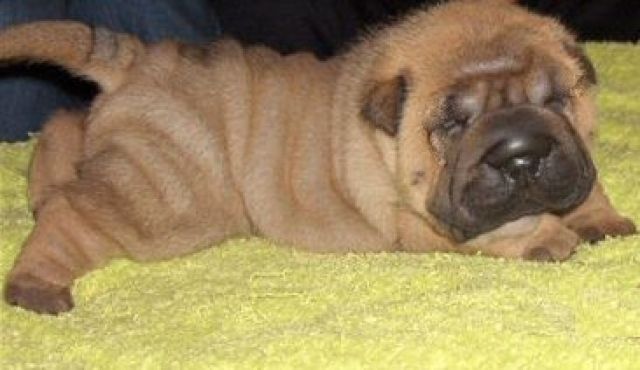 Sharpei Welpe Hündin mit Stammbaum und Garantie - Rassehunde Shar Pei - krimpen