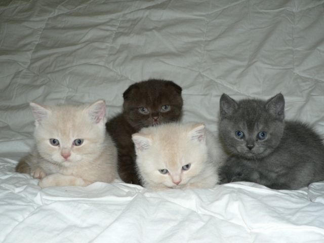 Britisch Kurzhaar und Scottish Fold Kiten. - Katzen - Regensburg
