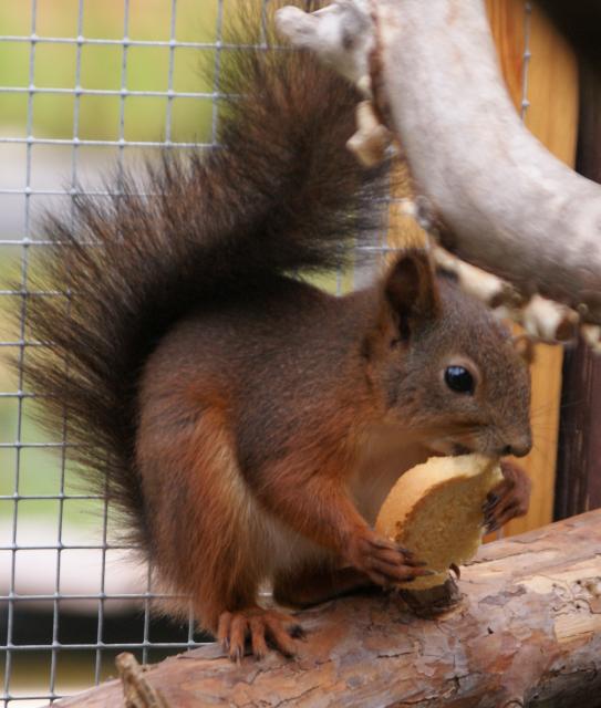 Eichhörnchen - Haustiere - Oranienbaum