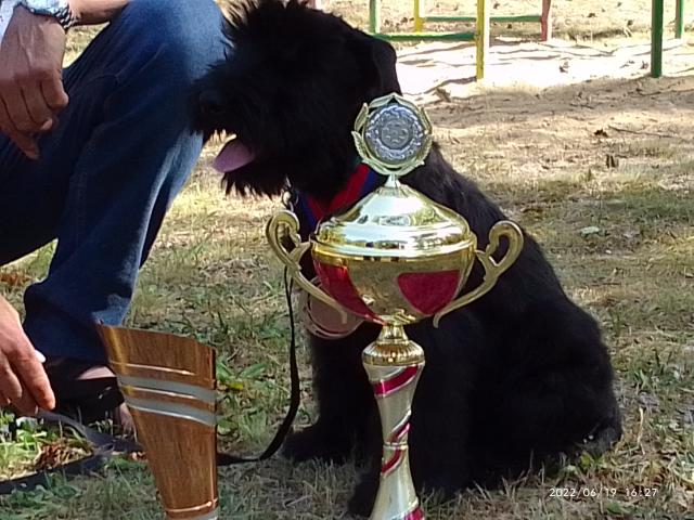 Riesenschnauzerwelpen - Hunde - Domsdorf