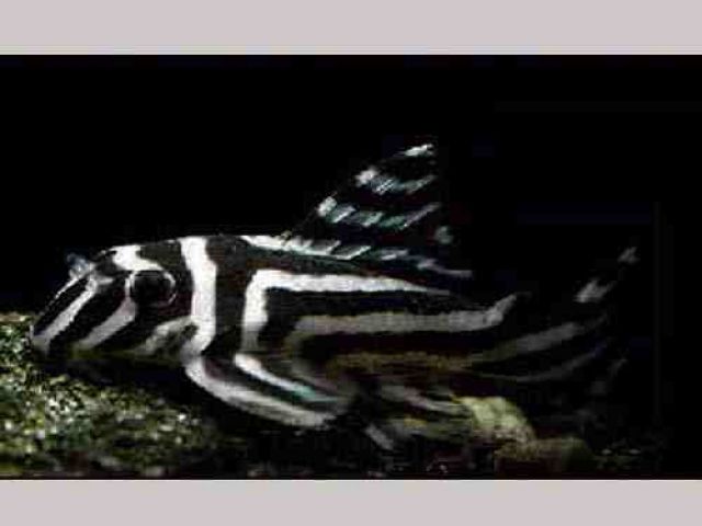 Www.l46-und-co.de - Fische - Brandis