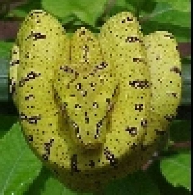 Sorong viridis  ARU - Reptilien - erfurt
