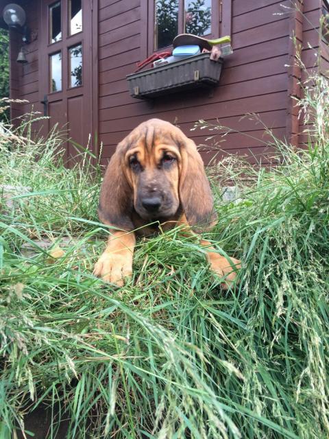 Bloodhound Welpen Suchhund Familienhund - Haustiere - wolfsburg