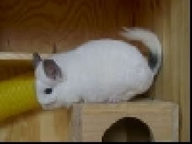 Chinchillas suchen ein Zuhause... - Sonst Nagetiere - Oberkleen