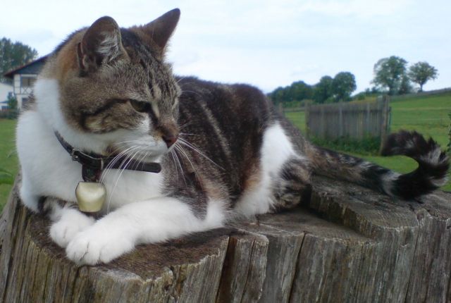 Katze entlaufen/ vermisst - Entlaufen Zugelaufen - Bobingen
