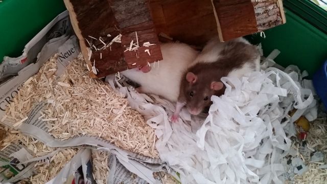 2 weibliche Ratten abzugeben - Ratten - Nauheim