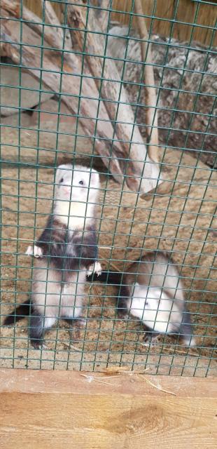 Frettchen Mädel abzugeben - Frettchen - Liebenwalde