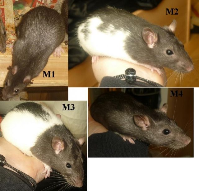Ratten babys vom 14.2.2011 - Ratten - Ottobrunn