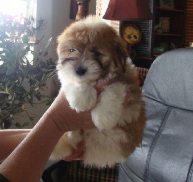 Bolonka Zwetna Welpen. - Hunde - Dillingen