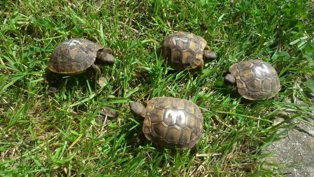 Griechische Landschildkröten - Reptilien - Schuttertal