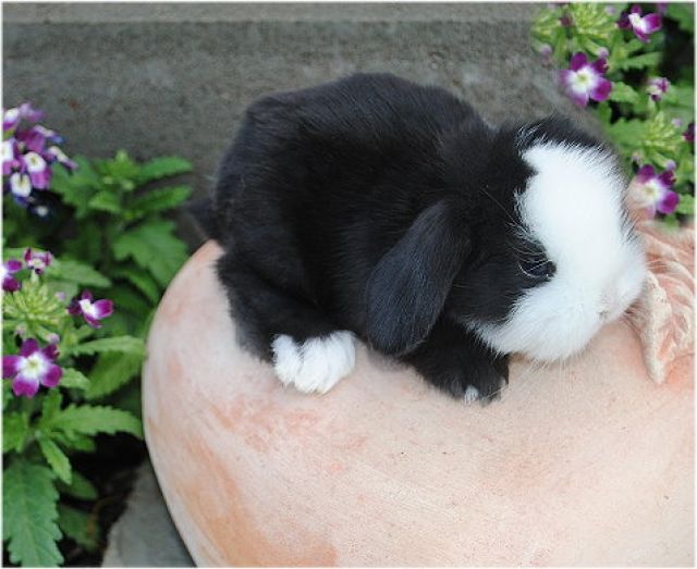 Holland Import Nachzuchten - Hasen Kaninchen - Fürstenzell