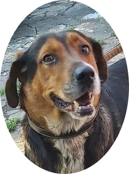 BERTI  - 63 cm - HÜBSCHER RÜDE IN NOT! ( aus dem Tierschutz) - Hunde - Neuss