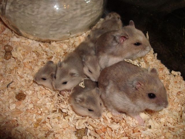 Junge Dsungarische Zwerghamster Hamster - Hamster - Nürnberg