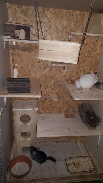 2 Chinchilla-Jungs im besten Alter suchen ein liebevolles Zuhause - Nagetiere Allgemein - Dielmissen